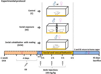 Pair-bonding and social experience modulate new neurons survival in adult male and female prairie voles (Microtus ochrogaster)